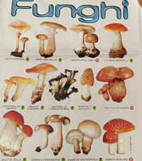 GREMBIULE C/PETT GRE023 SCHIZZO Tellini S.r.l. Ingrosso Abbigliamento